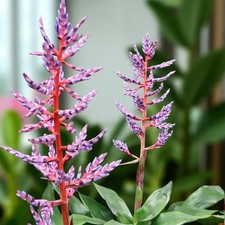 Aechmea blue rain for sale  GLASGOW