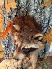 Raccoon mount professionally for sale  Black River Falls