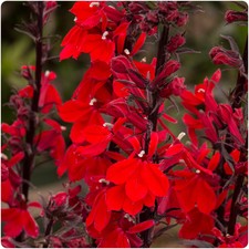 Lobelia speciosa fan for sale  LINCOLN