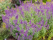 Lot graines cataire d'occasion  Chazelles