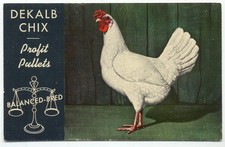 Cartão postal publicitário Dekalb Profit Pullets galinha postura de ovos comprar usado Cartão postal publicitário Dekalb Profit Pullets galinha postura de ovos comprar usado  Enviando para Brazil