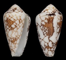 Coquillage collection conus d'occasion  Lyon VI