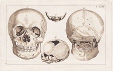 Schädel skelett skeleton gebraucht kaufen  Seubersdorf