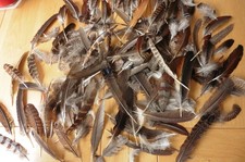 Exotic pheasant feathers for sale  NOTTINGHAM