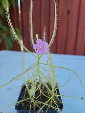 Drosera serpens seeds for sale  Antioch