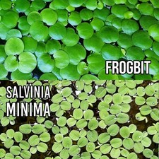 Buy2get2free floating plants for sale  Philadelphia