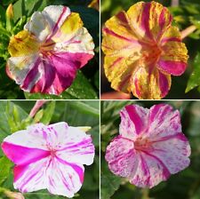 Samen wunderblume mirabilis gebraucht kaufen  Stralsund-Umland I