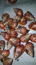 giant african land snails for sale giant african land snails for sale  GLASGOW