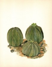 Beautiful vintage cactus for sale  Harborton