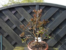Bonsai coprosma multi for sale  CANNOCK