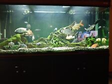 200 gallon fish tank for sale 200 gallon fish tank for sale Buena