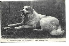 Pyrenees mountain dog d'occasion  Expédié en Belgium
