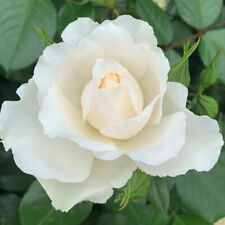 Rose wedding day for sale  PETERBOROUGH