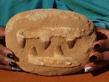 Grande seção de mandíbula de dinossauro mosasauro dentes fósseis enormes 100 milhões de anos   comprar usado  Enviando para Brazil