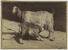 Goats. charles reid d'occasion  Expédié en Belgium