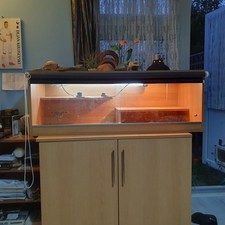 Viveoxtic bearded dragon for sale  MILTON KEYNES