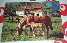 haflinger stute gebraucht kaufen haflinger stute gebraucht kaufen Haßmersheim