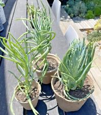 Senecio vitalis succulent for sale  Los Angeles