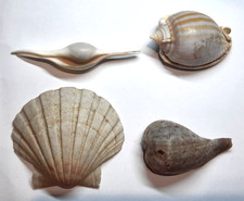 ficus d'occasion ficus d'occasion  Saint-Just-Saint-Rambert