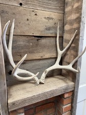 Set mule deer for sale  Show Low