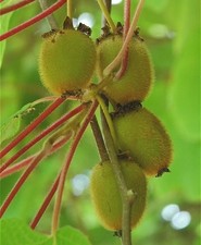 Samen exotisches bst gebraucht kaufen  Calw