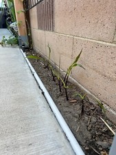 Rooted sugar cane for sale  Huntington Beach