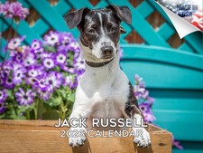 Jack russell dog for sale  Traverse City