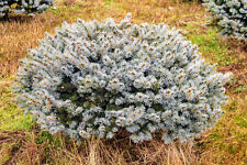 Picea pungens glauca for sale  Silverton
