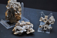 Fossilien korallen seeigel gebraucht kaufen  Heidenheim an der Brenz