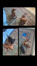 Cuccioli cane pinsher usato  Carsoli