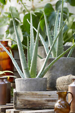 Fresh live aloe for sale  UK