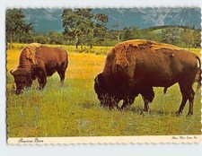 Postcard american bison for sale  Stevens Point