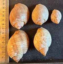 Collection coquillages tonna d'occasion  Champigny-sur-Marne