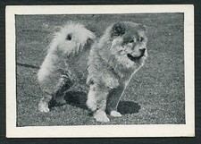 CHOW CHOW CANDY NOVIDADE 1955 CARTÃO COMERCIAL DOG SERIES A.1. #21, usado comprar usado  Enviando para Brazil