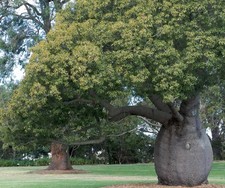 Brachychiton rupestris albero usato  Napoli