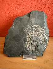 Fossilien einem stein gebraucht kaufen  Weil am Rhein