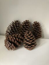 Large pine cones for sale  YORK