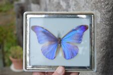 Rare papillon naturalisé d'occasion  Vannes