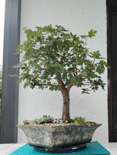yamadori gebraucht kaufen yamadori gebraucht kaufen Friesoythe
