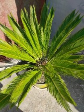 Pianta cycas usato  Torre del Greco