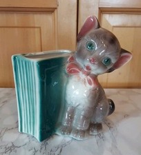 Royal copley kitten for sale  Forest Lake