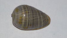 Conchiglia shell marginella usato  Piombino