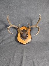 Whitetail deer antler for sale  Talihina