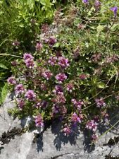 Thymus officinalis common for sale  TELFORD