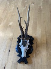 Rehbock geweih gehörn gebraucht kaufen  Paderborn