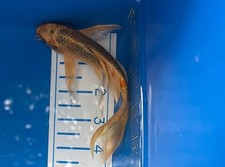 Live butterfly koi for sale  Salt Lake City