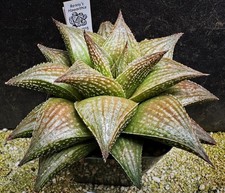 Succulent haworthia alligator for sale  USA