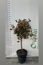 Pianta photinia fraseri usato  Altamura