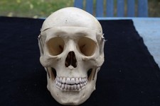 schadel modell gebraucht kaufen schadel modell gebraucht kaufen  Mönchengladbach