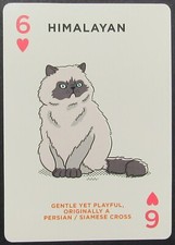 Himalayan cat single for sale  Hot Springs Village